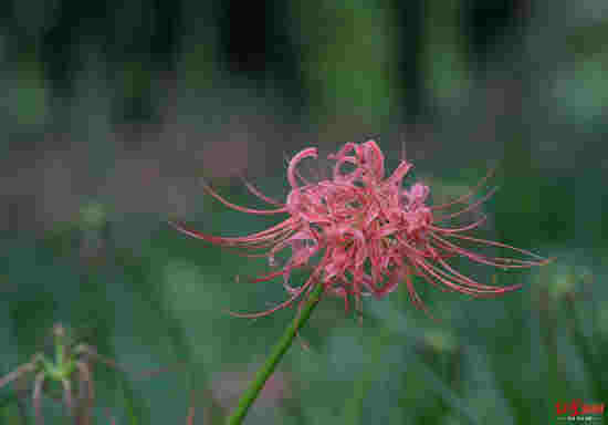 驚艷了時光的曼珠沙華 這次讓成都的沙河火了