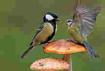 太萌了！兩山雀站在蘑菇上為爭奪食物開戰近日，拍攝于英國的一組照片在網絡上走紅。圖片中，兩只站在蘑菇上的山雀因爭奪食物展開“決斗”。兩只一大一小的山雀像角斗士一樣面對面站在蘑菇上，看起來似乎在嘗試著把對方從蘑菇上推下去?！驹敿殹?國際新聞｜國際熱圖