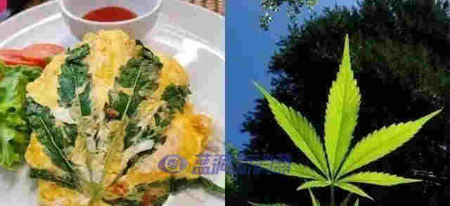 泰國專家稱：到2025年，大麻可為泰國制藥業創造80億泰銖的收入 