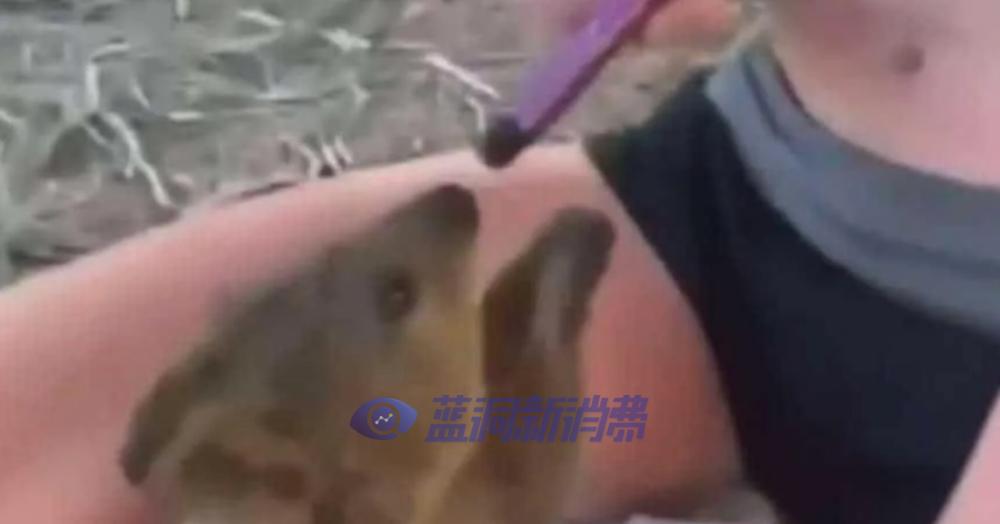澳大利亞青少年強迫短尾矮袋鼠吸電子煙將面臨五年監禁