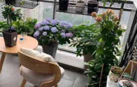 
    <h1>綠蘿電子霧化器廠家在哪？綠蘿電子霧化器官網</h1>
    